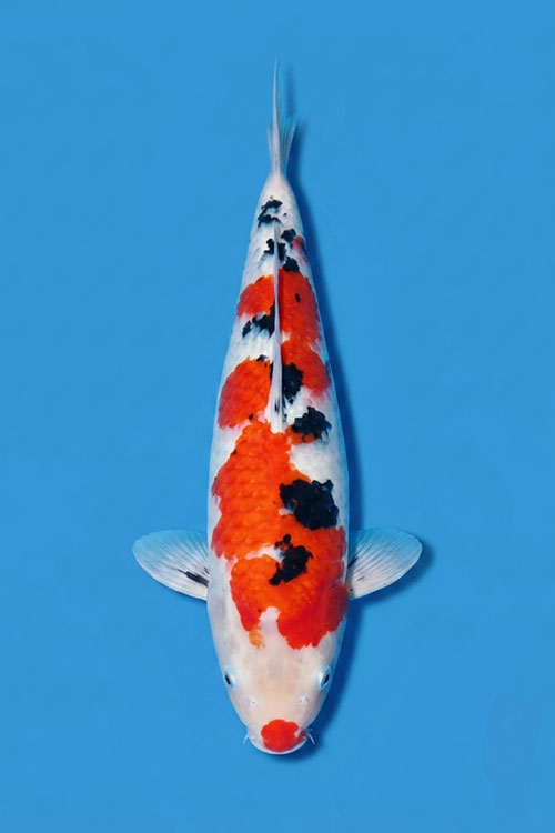 CAR-202607-217-SANKE-54CM-FEMALE-OGATAFARM