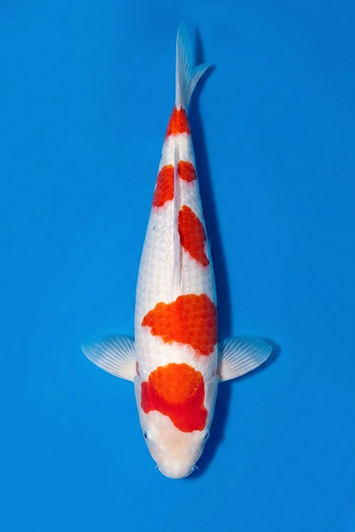 CAR-202605-191-KOHAKU-49CM-MALE-OGATAFARM