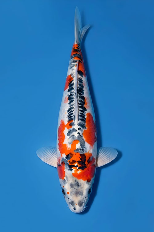 CAR-202605-201-DUITSU-KUJAKU-57CM-FEMALE-OGATAFARM