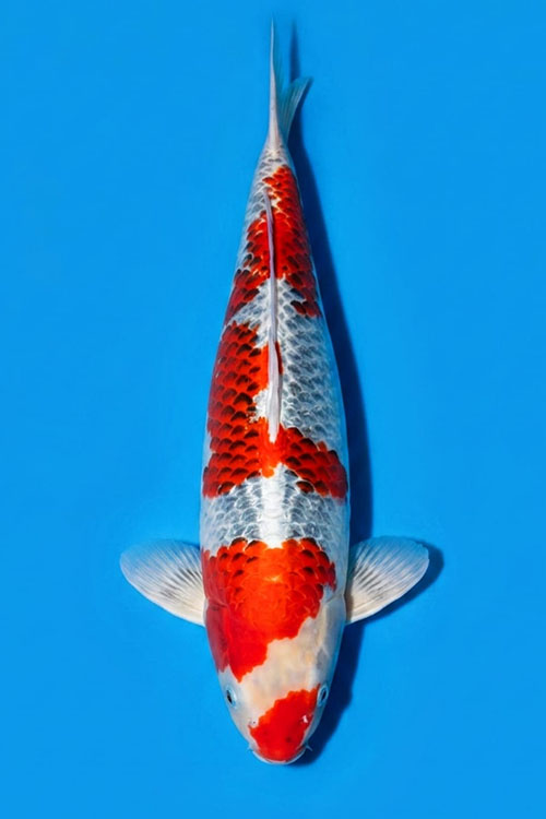 CAR-202608-224-KUJAKU-70CM-FEMALE-VIETNAM