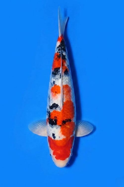 CAR-202607-219-SANKE-45CM-MALE-OGATAFARM