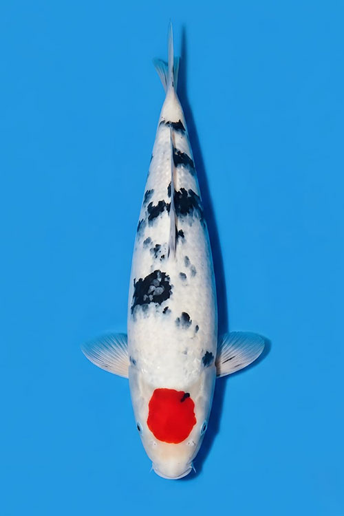 CAR-202606-214-TANCHOSANKE-56CM-FEMALE-OGATAFARM