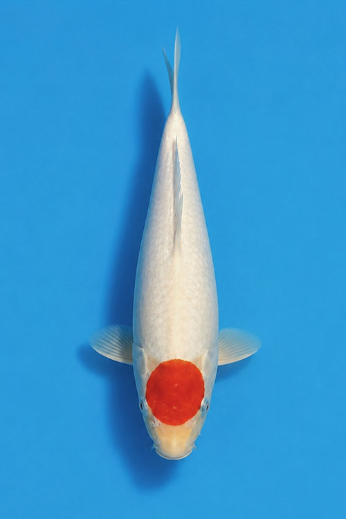 CAR-202605-196-TANCHO-27CM-OGATAFARM