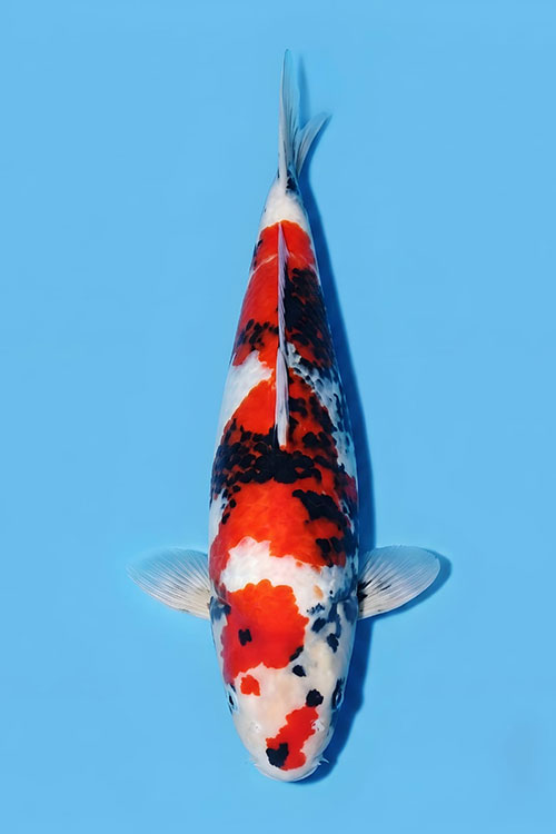 CAR-202606-213--SHOWA-52CM-FEMALE-OGATAFARM