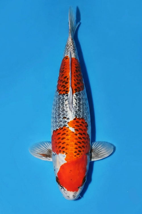 CAR-202607-220-KUJAKU-76CM-FEMALE-OGATAFARM