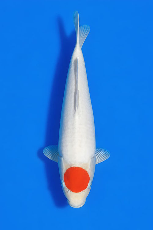 CAR-202608-225-TANCHO-42CM-FEMALE-OGATAFARM